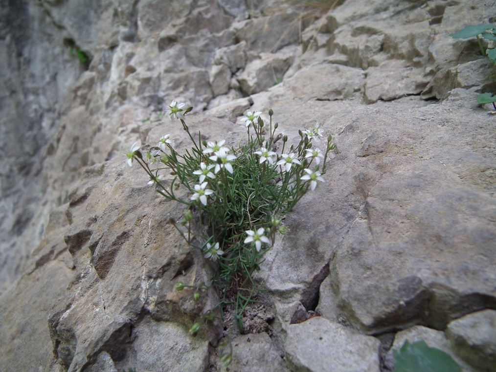 Moehringia glaucovirens / Moehringia verde-glauca